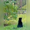 boxwood_71